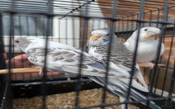 Budgerigars birds for sale: Baby budgies and starter cage  - Image 23