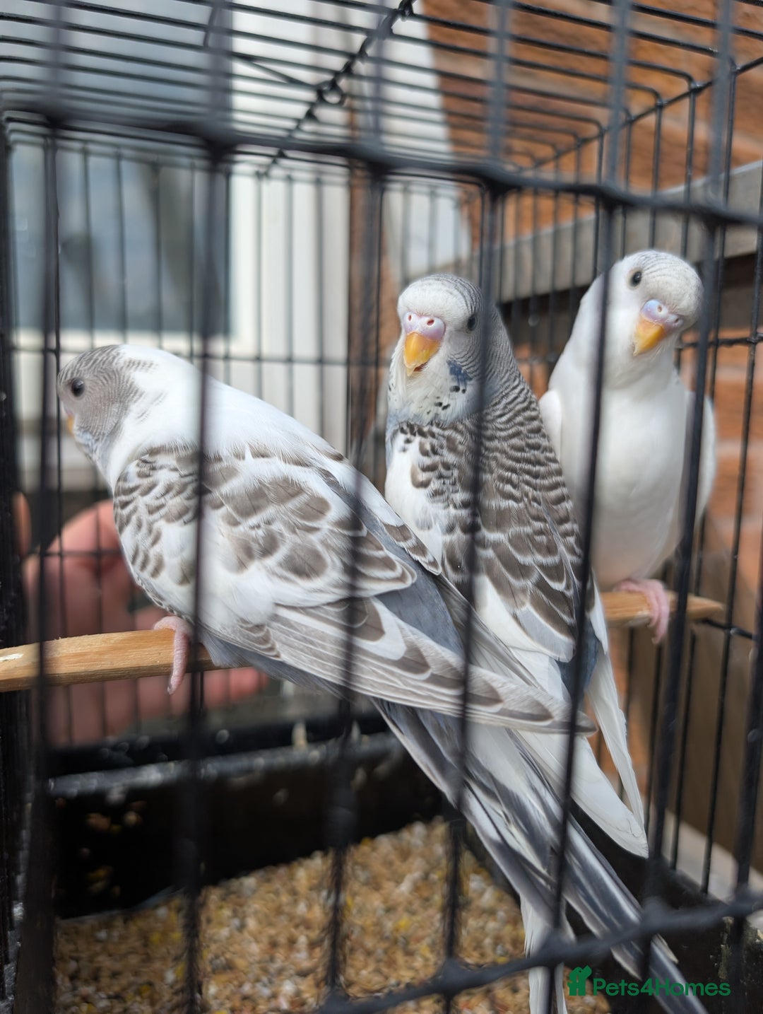 Budgerigars birds for sale: Baby budgies and starter cage  - Image 23