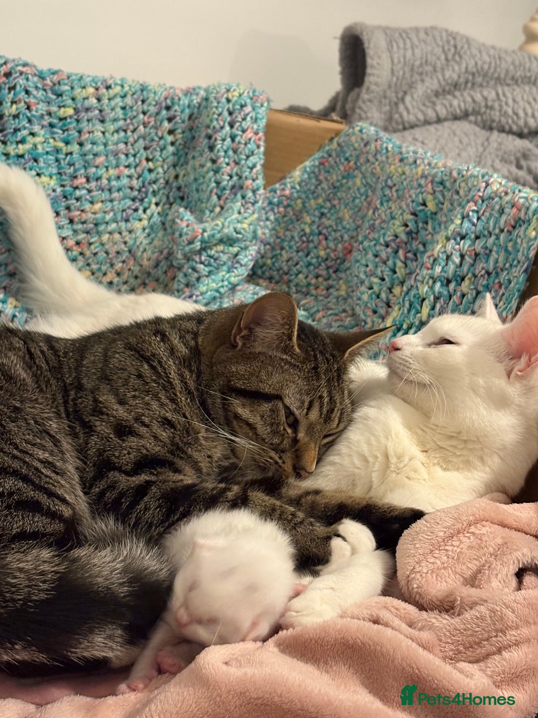 Mixed Breed cats for sale: Snowy and pip🩵💕 - Image 4