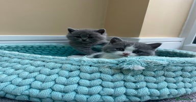 British Shorthair cats - Advert 16