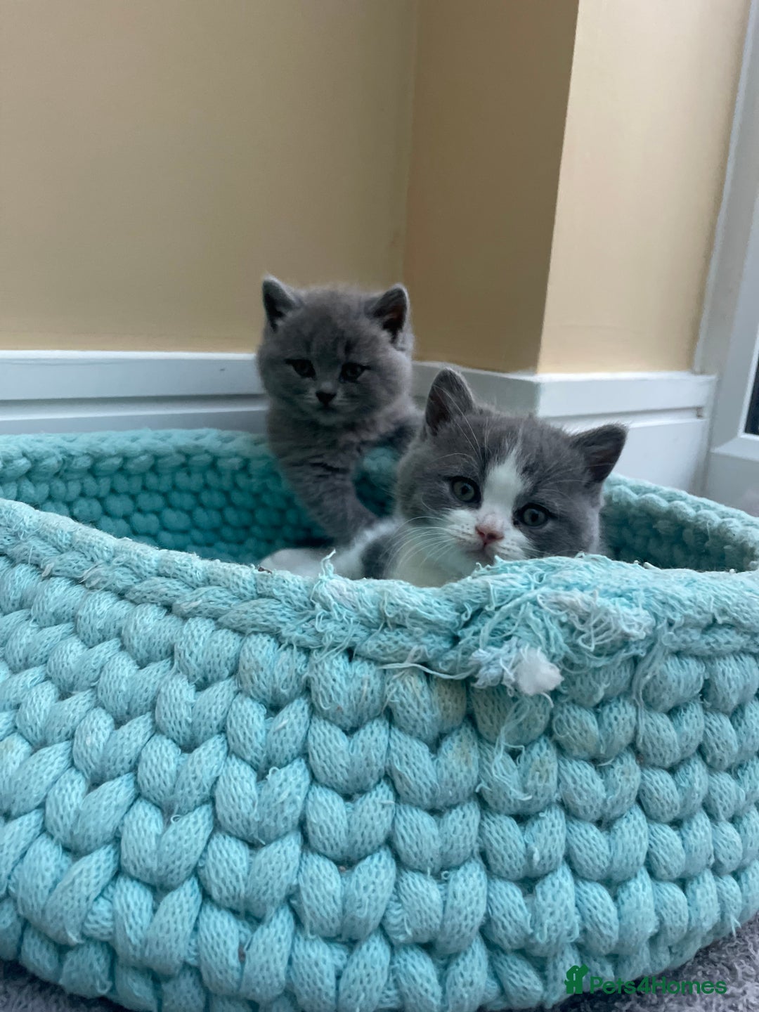 British Shorthair cats for sale: Champion Bloodline British Shorthair/Longhair - Image 2