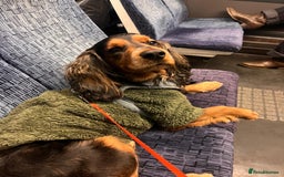 Cocker Spaniel dogs for sale: Rocky - 4.5 year old cocker spaniel - Image 14
