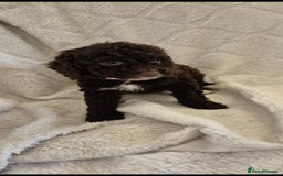 Cockapoo dogs for sale: Stunning cockapoo puppys  - Image 5