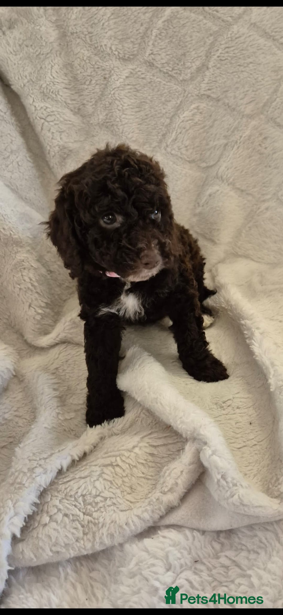 Cockapoo dogs for sale: Stunning cockapoo puppys  - Image 5