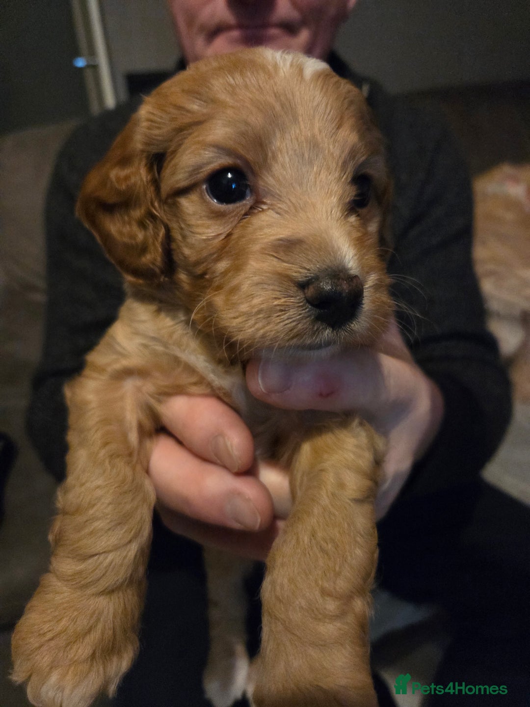 Cockapoo dogs for sale: Cockapoo Puppies - Advert 4