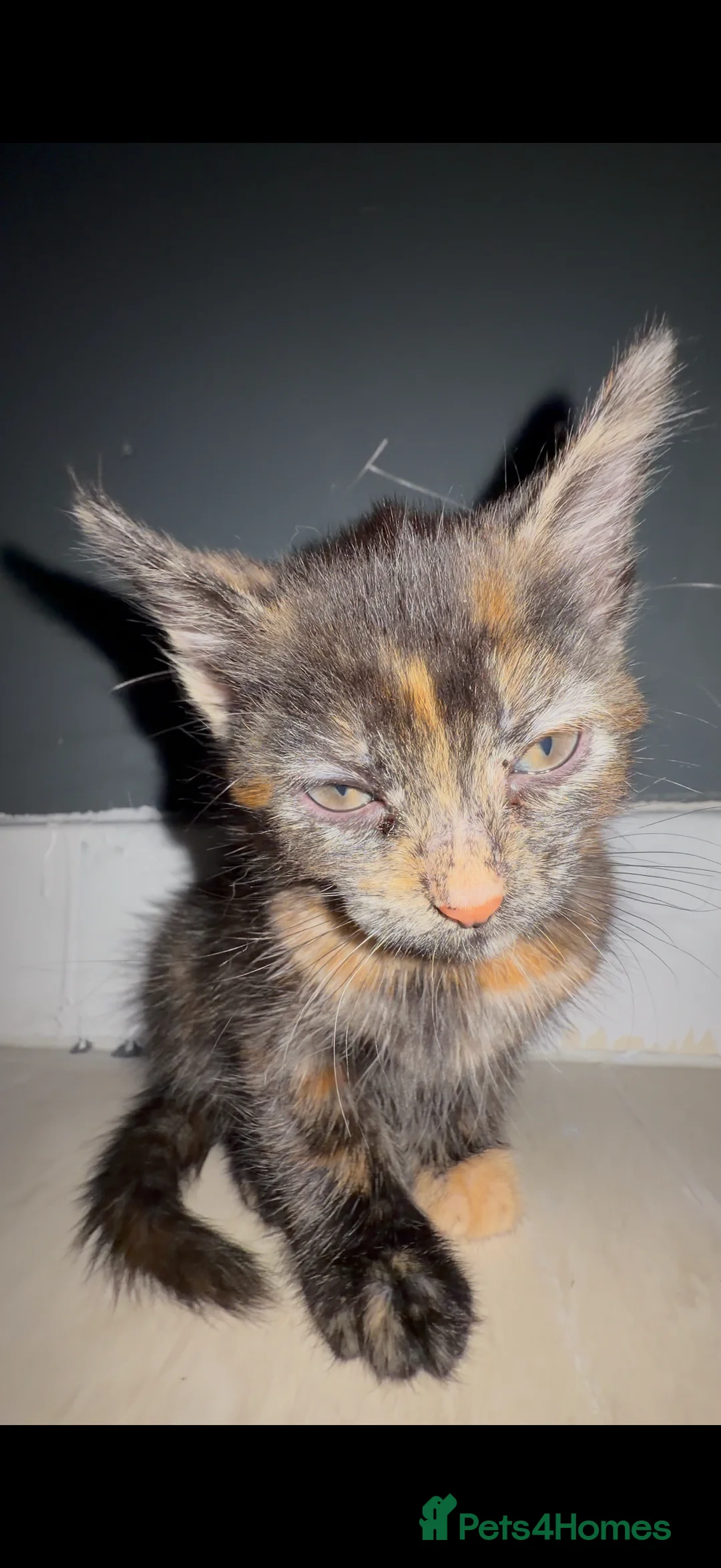 British Shorthair cats for sale: Black and tortoiseshell kitten for sale  - Advert 2