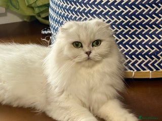 Ragdoll cats Scottish double fold - Advert 6