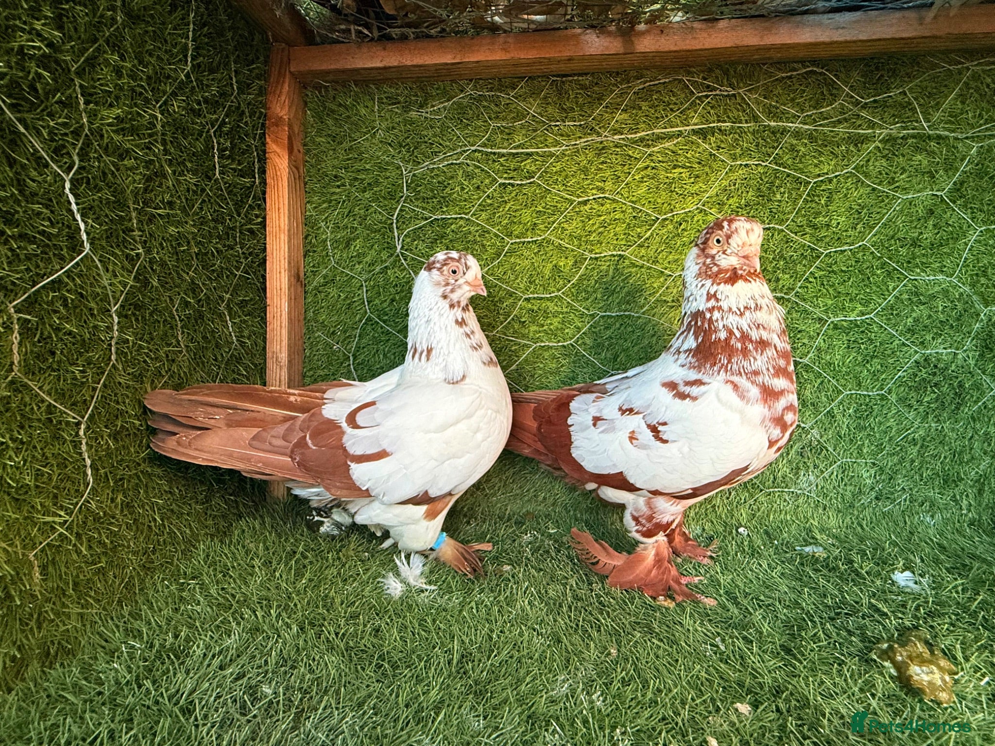 Pigeons birds Premium Breeding Pigeons Top Quality Pairs Availab - Advert 2