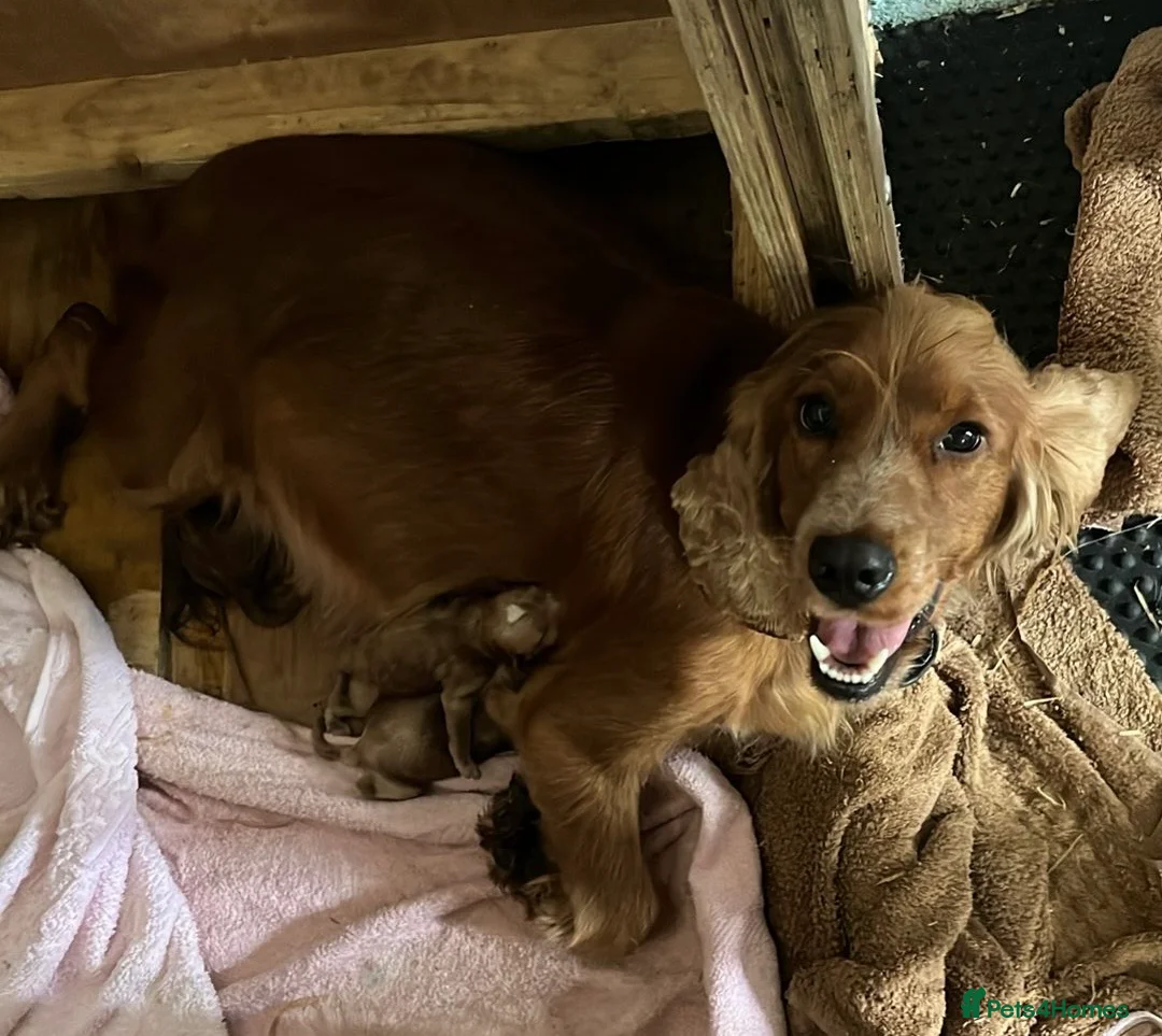 Cockapoo dogs for sale: Healthy, Confident, Golden Cockapoos - Advert 2