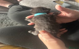 British Shorthair cats for sale: 3 boys kittens ready beginning of nov  - Image 4