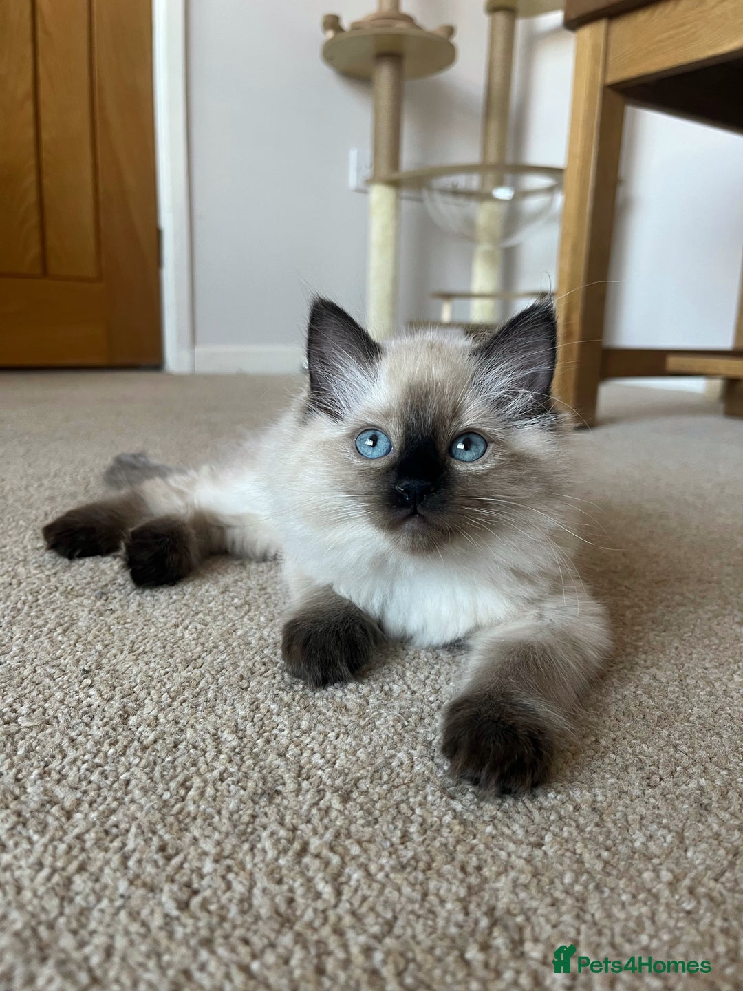 Ragdoll cats for sale: Adorable Blue Point Ragdoll Kittens - Image 14
