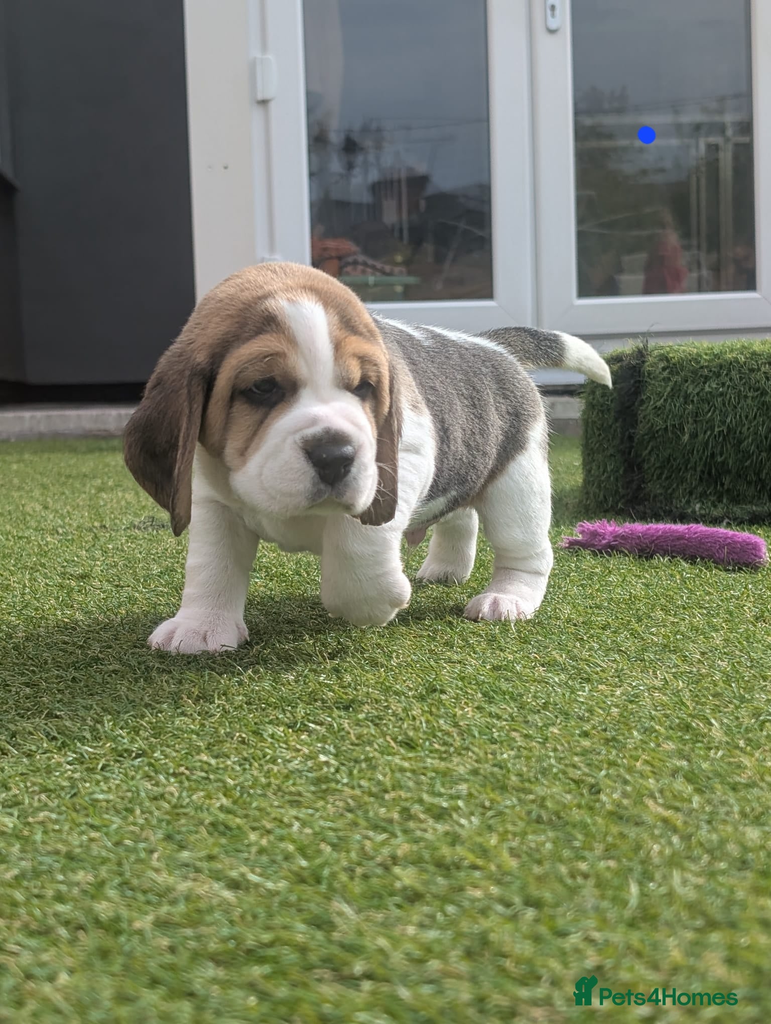 Beagle dogs Kc registered champion show line beagle puppies  - Advert 1