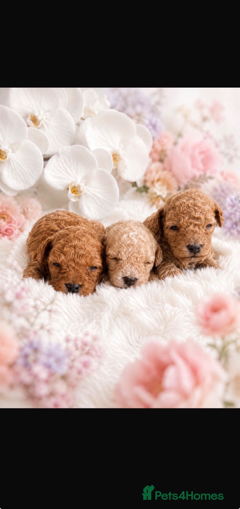 Poochon dogs Gorgeous poochon puppies  - Advert 3
