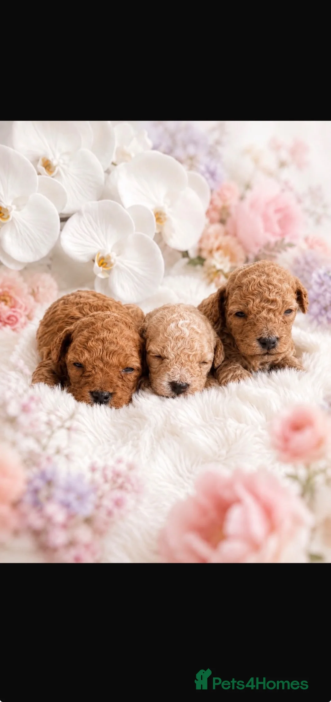 Poochon dogs for sale: Gorgeous poochon puppies  in Nantwich - Advert 2
