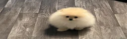 Pomeranian dogs for sale: Pomeranian teddy bear pups  - Advert 16