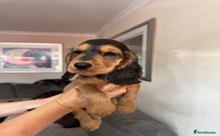 Cocker Spaniel dogs - Advert 6