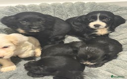 Cocker Spaniel dogs for sale: Working Cocker Pups - Image 2