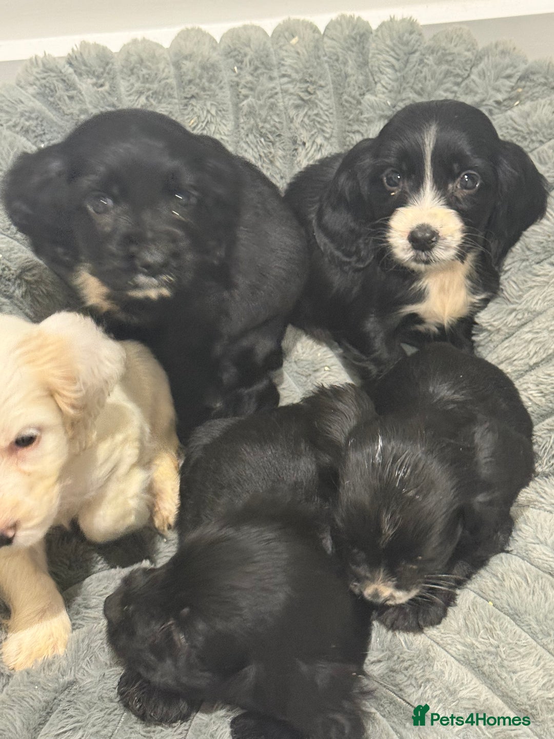 Cocker Spaniel dogs for sale: Working Cocker Pups - Image 2