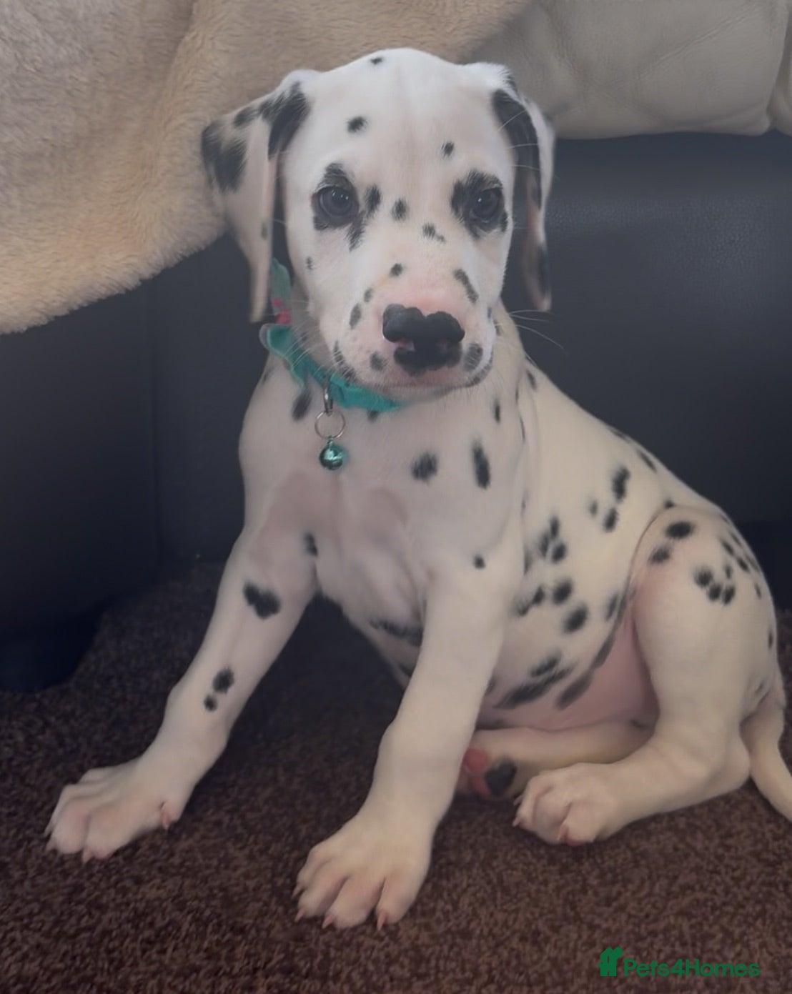 Dalmatian dogs Beautiful Dalmatian puppies ready to reserve  - Advert 2