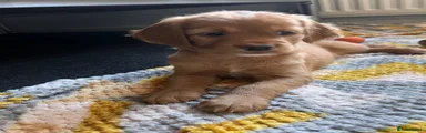 Mixed Breed 2