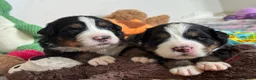 Bernese Mountain Dog dogs for sale: KC Registered Bernese Mountain Dog Puppies - Advert 32