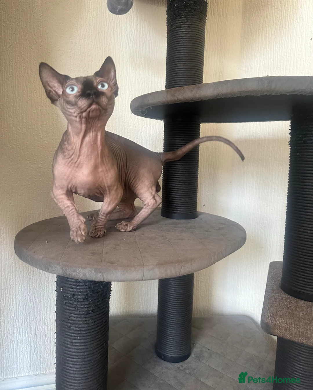 Sphynx cats for stud: 🐾 CHOCOLATE POINT BAMBINO STUD AVAILABLE 🐾 - Advert 1