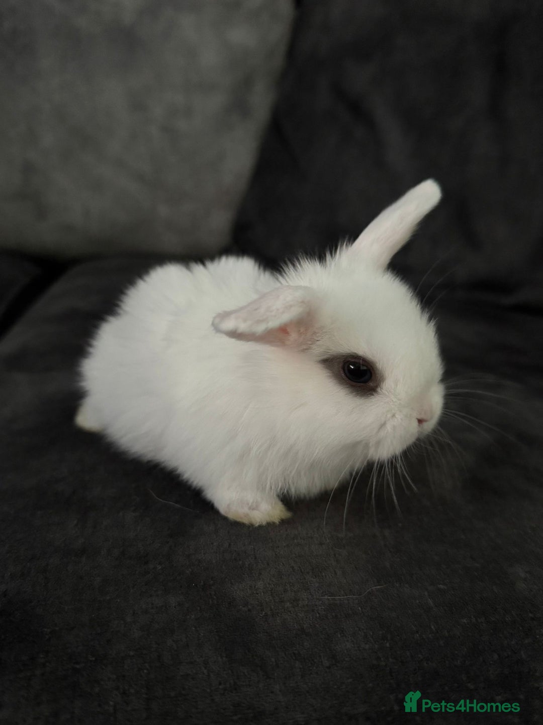 Mini Lop rabbits for sale: Mini Lops & Mini Lion Lops. Separate litters - Image 10