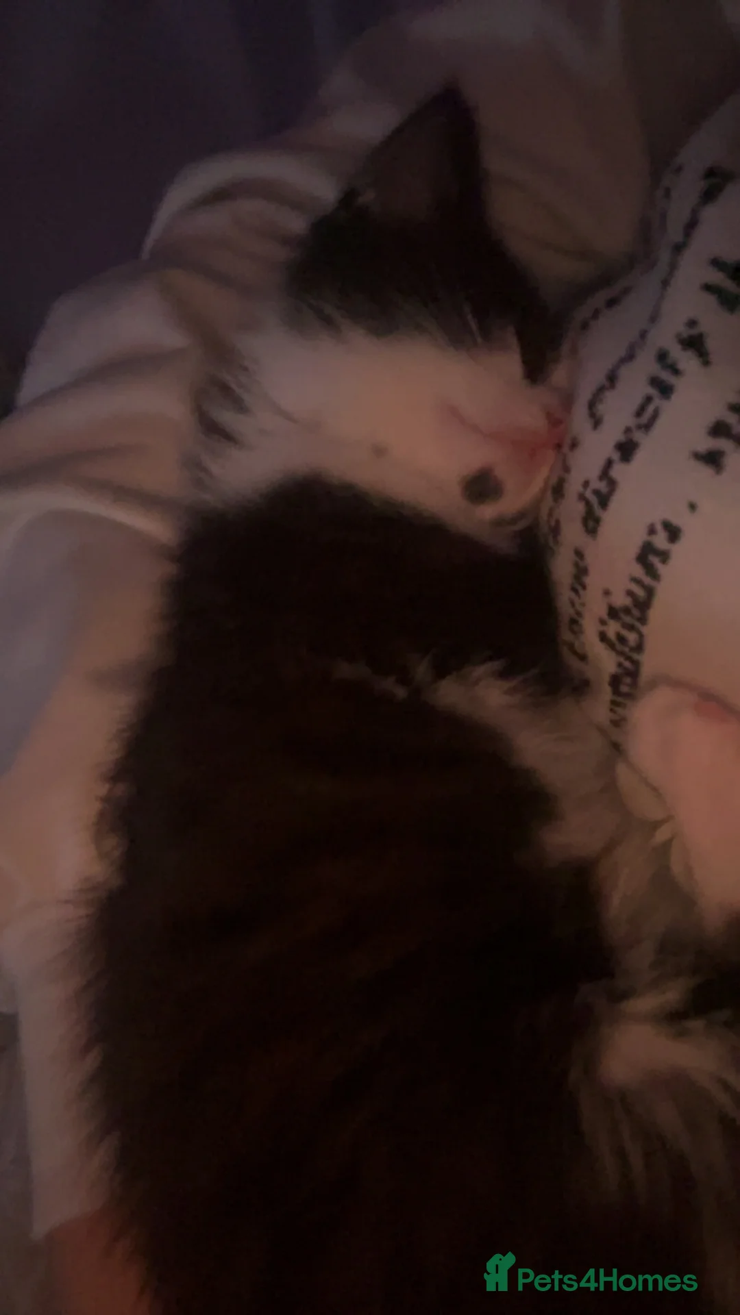 British Longhair cats for sale: kitten, urgent in Birmingham - Advert 1
