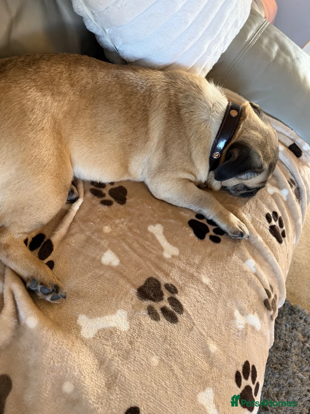 Pug dogs for sale: 5 year old pug  in Craven Arms - Advert 5