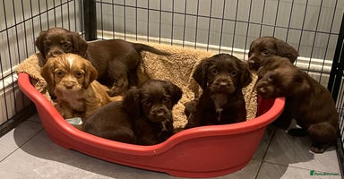 Cocker Spaniel dogs - Advert 5