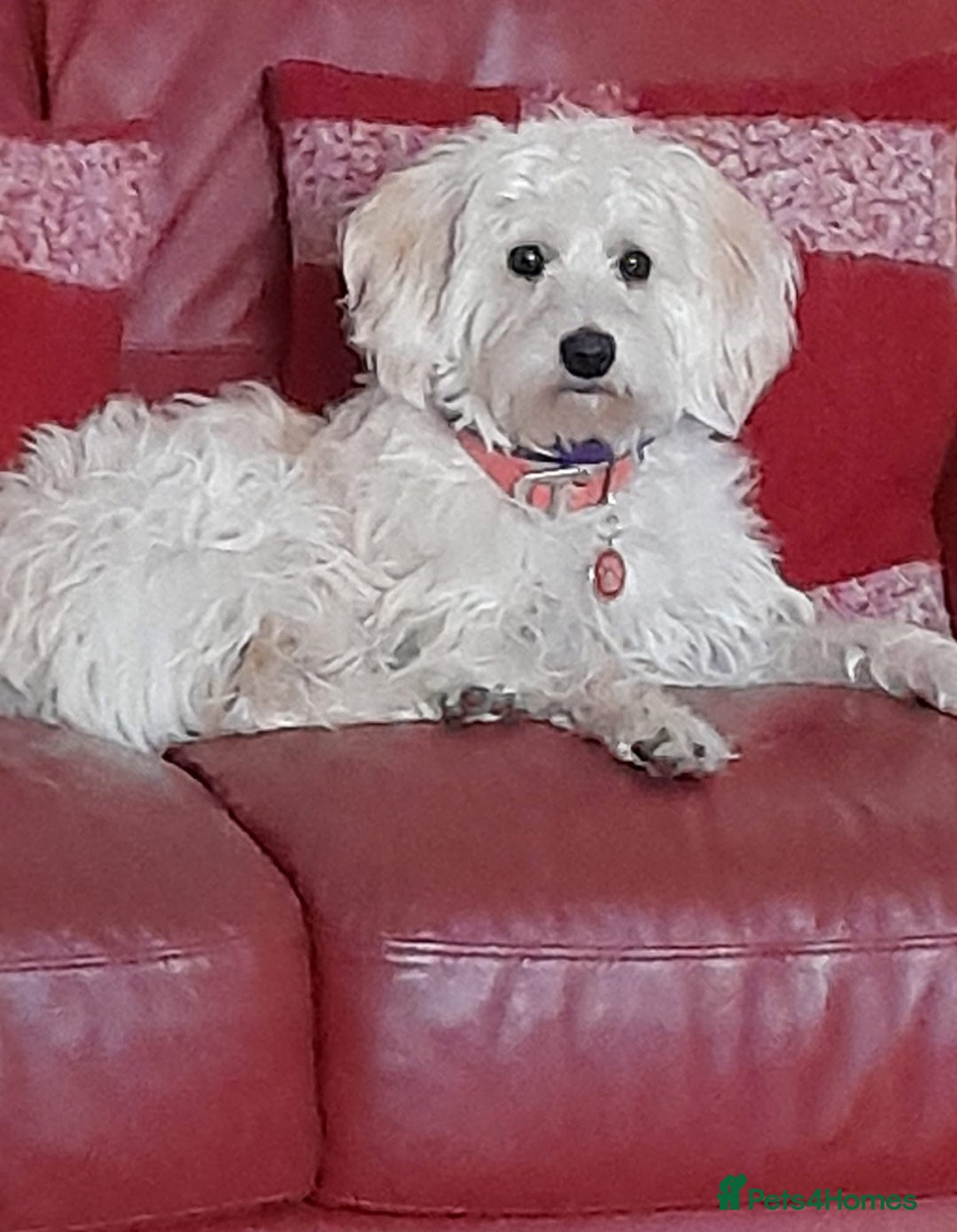 Labradoodle dogs for sale: Miniature Labradoodle - Advert 4