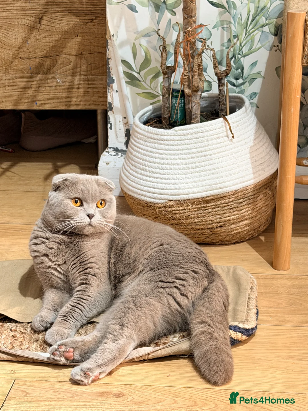 Scottish Fold cats for sale: Scottish fold female in Manchester - Advert 2