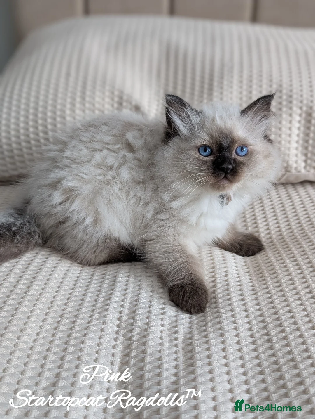 Ragdoll cats for sale: Stunning GCCF REG PEDIGREE RAGDOLLS - Advert 1