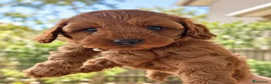 Toy Poodle 1