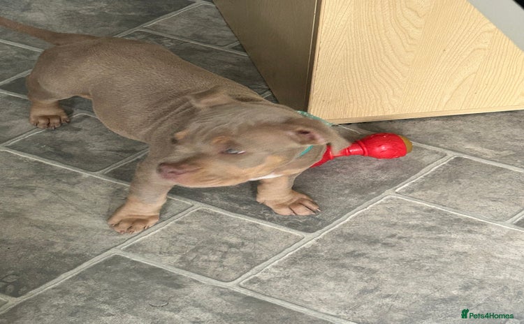 American Bully dogs - Advert 2