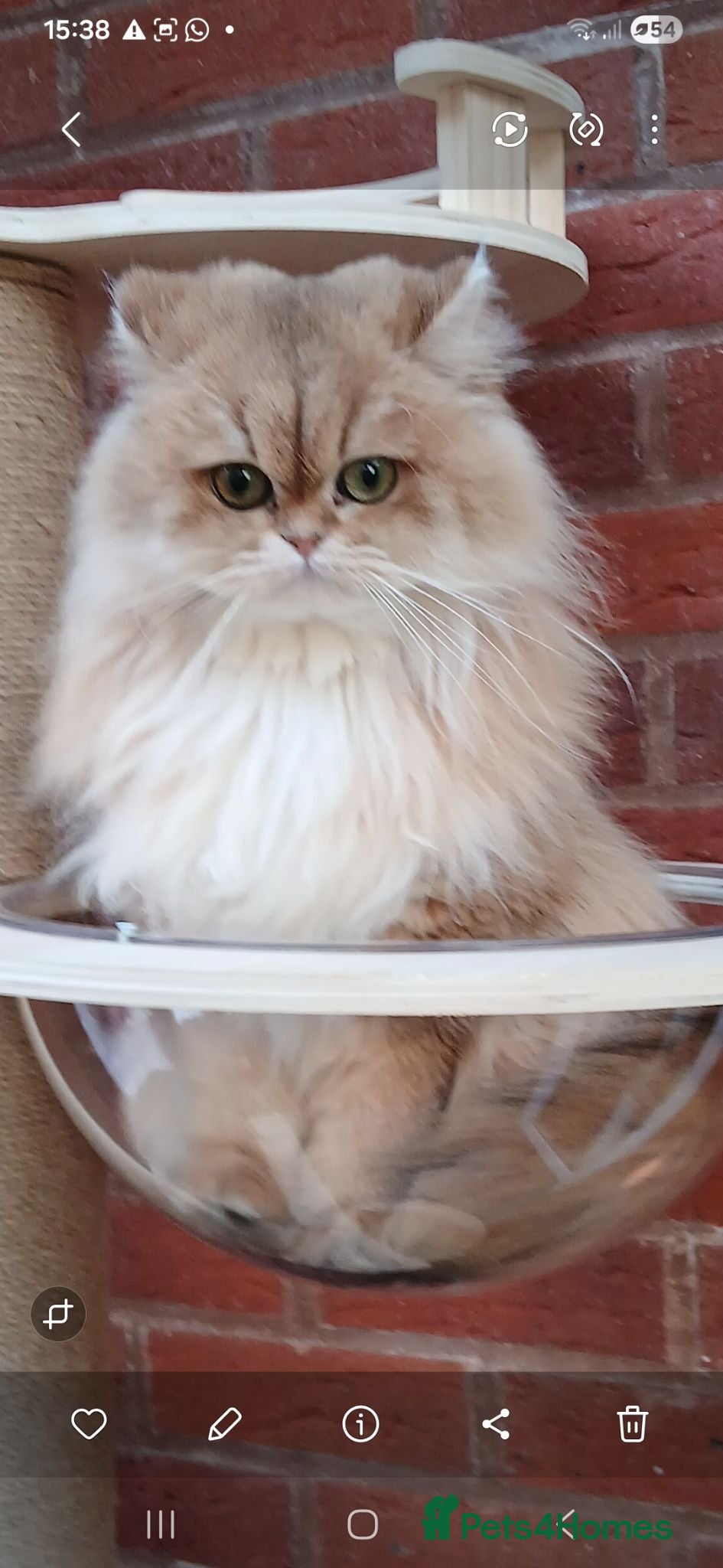 British Shorthair cats Teddy face kitten with extra long hair  - Advert 16