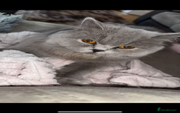 British Longhair cats for sale: British long hair  - Advert 3