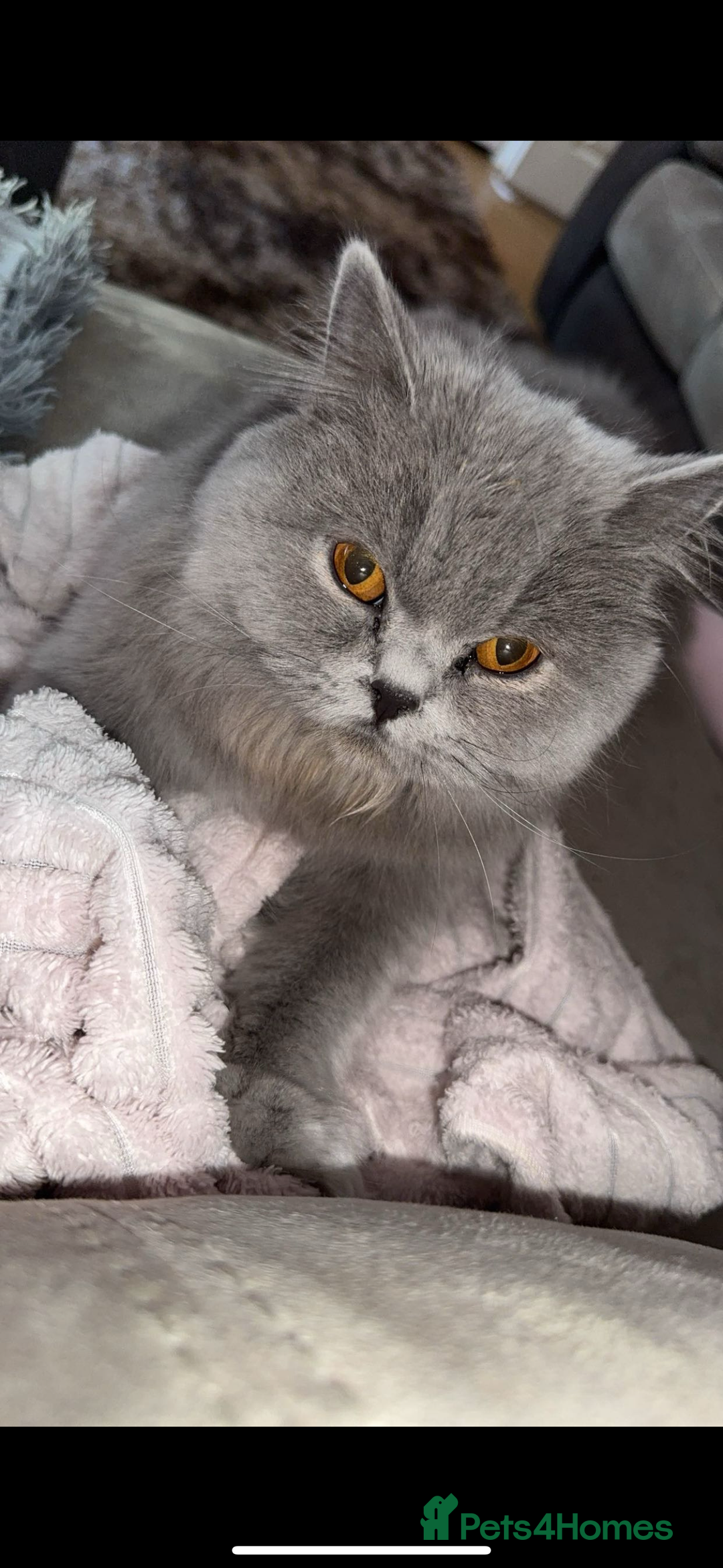 British Longhair cats for sale: British long hair  - Advert 3