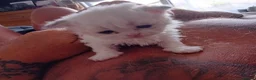 Scottish Fold cats for sale: Scottish Fold X Selkirk Rex  - Advert 10