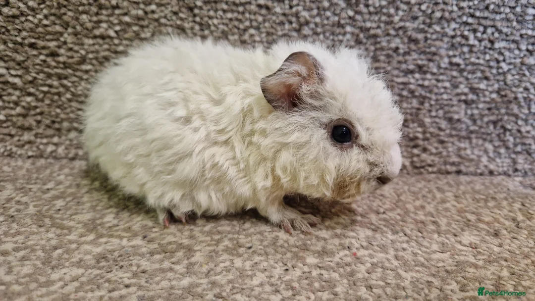 Guinea Pig rodents for sale: Pure Teddy Guinea Pigs born 21st Feb 2026 - Advert 2
