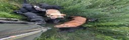 Labrador Retriever dogs for sale: Non KC working lab  - Advert 2