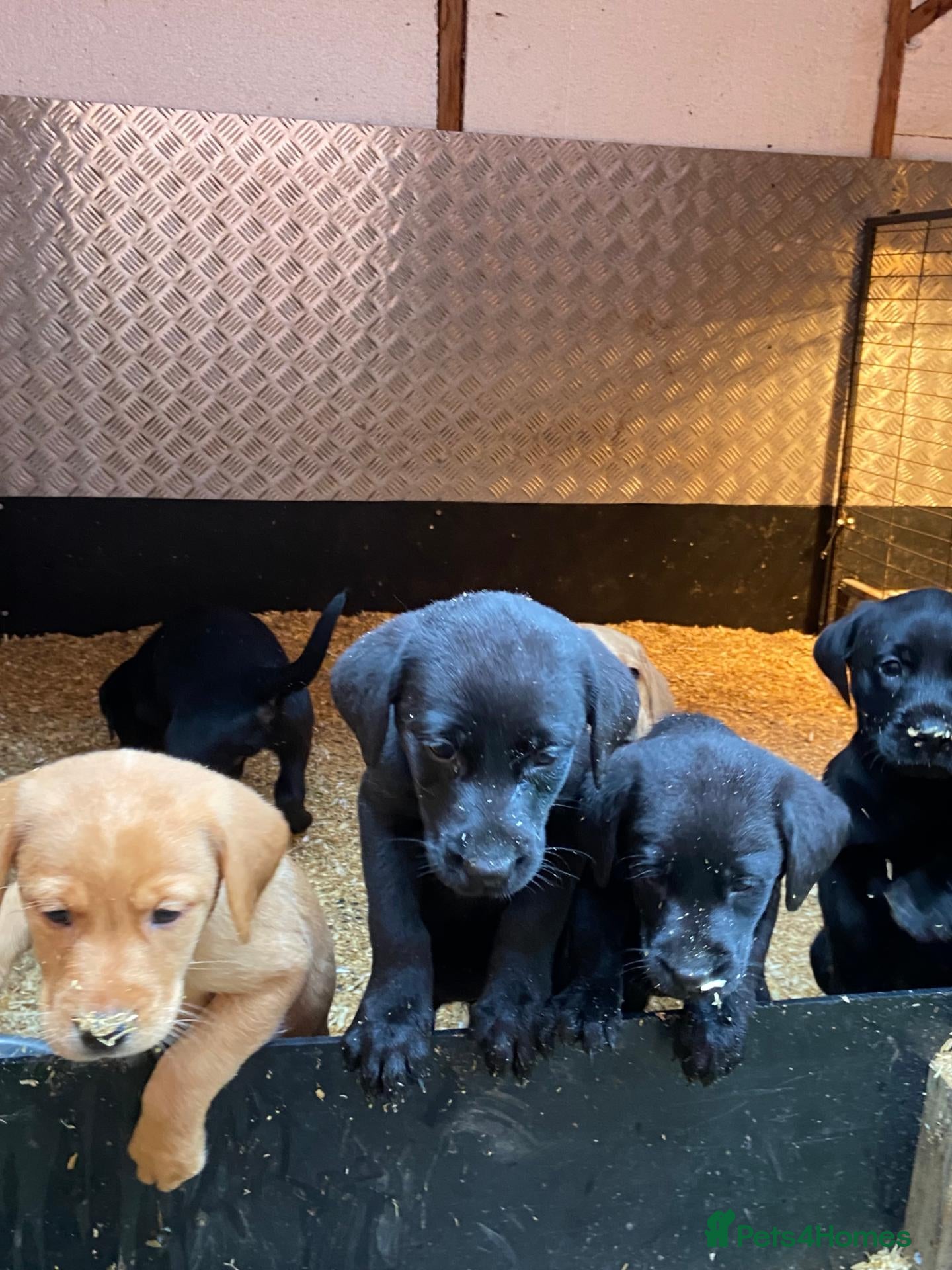 Labrador Retriever dogs kc registered labrador pups - Advert 1
