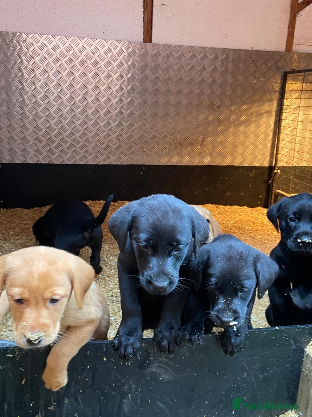 Labrador Retriever dogs for sale: kc registered labrador pups in Stafford - Advert 1