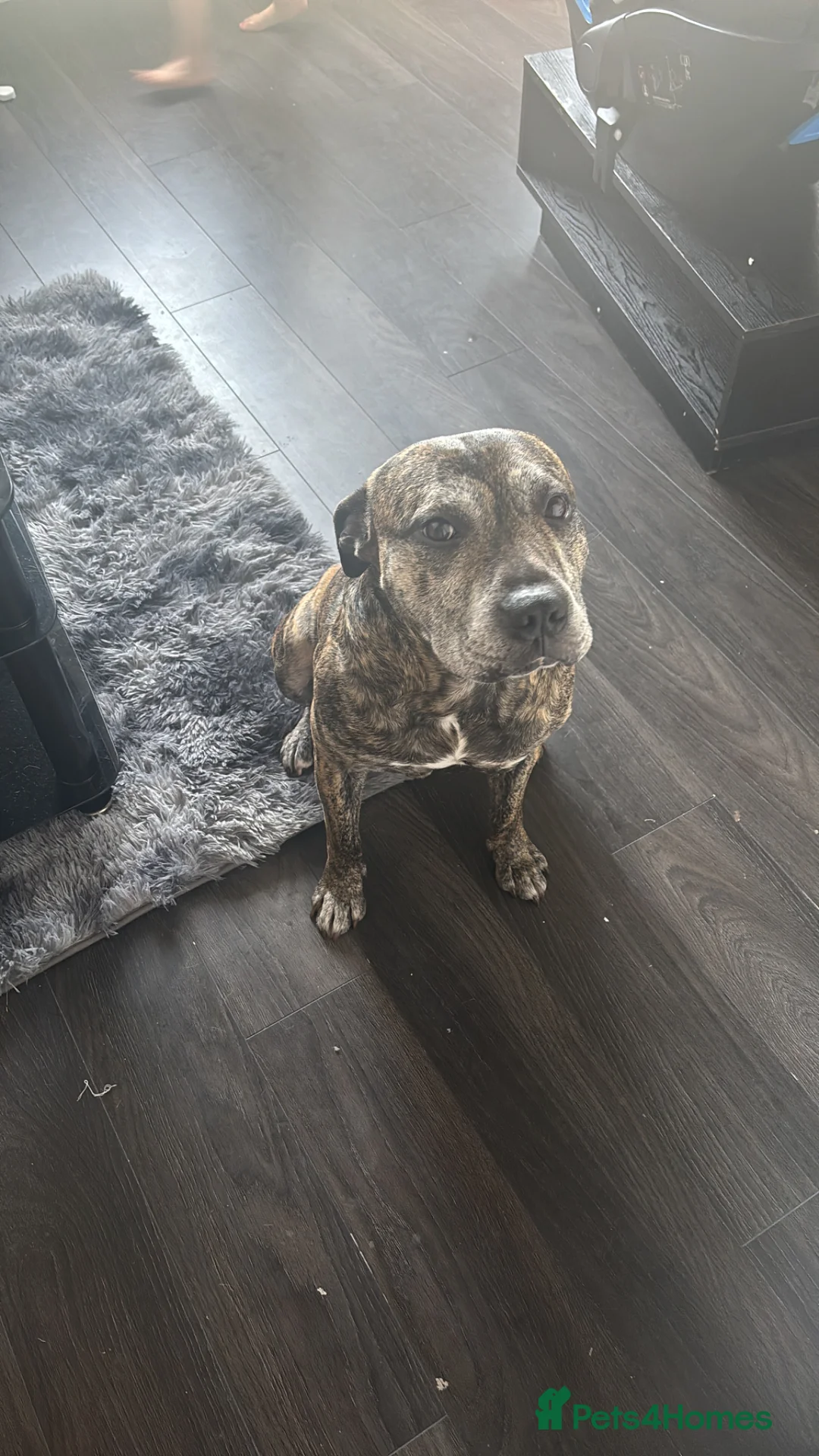 Staffordshire Bull Terrier dogs for sale: Kenzo - Advert 2