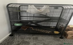 Rat rodents for sale: Two Rats and Cage - Image 2