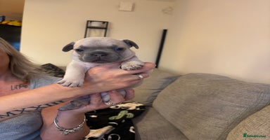 French Bulldog dogs - Advert 12