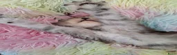 Maine Coon cats for sale: Maine Coon Kittens looking for new loving home in Birmingham - Advert 29