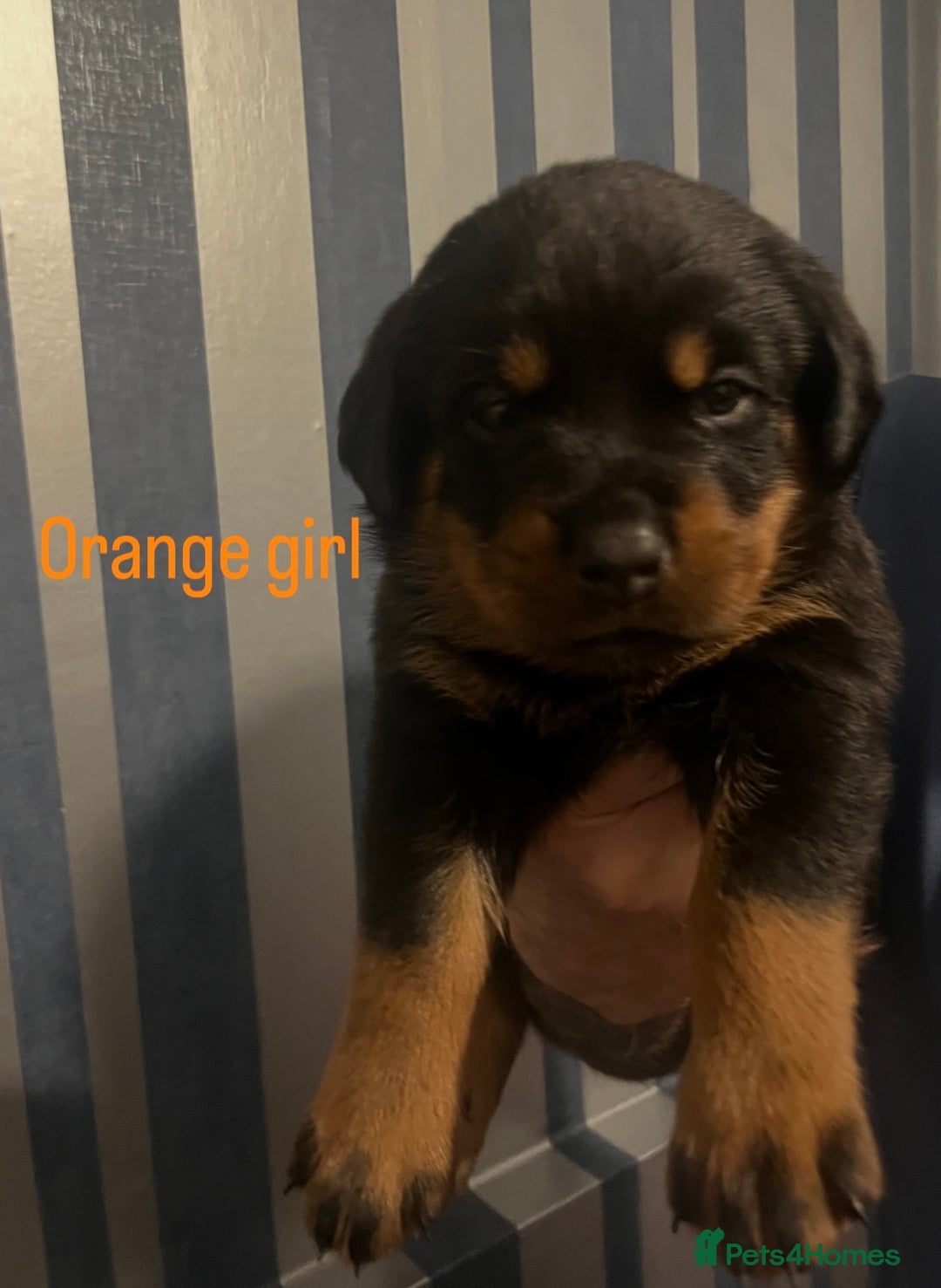 Rottweiler dogs for sale: Beautiful chunky Rottweiler puppies  - Advert 24