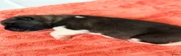 Akita dogs for sale: KC REGISTERED AKITA BEARS.  - Advert 15
