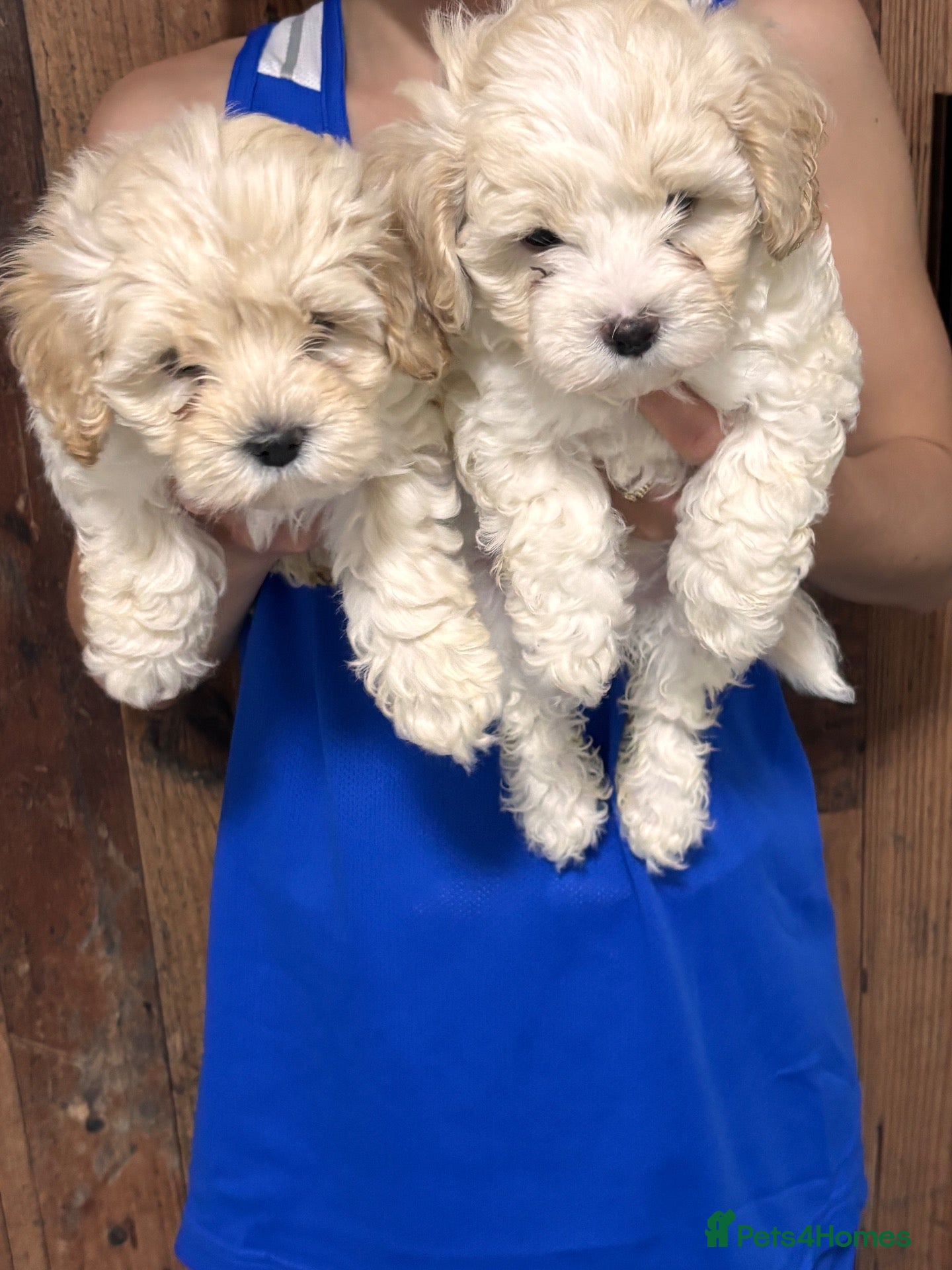 Maltipoo dogs Toy mailtipoos outstanding 1 boy 1 girl - Advert 2